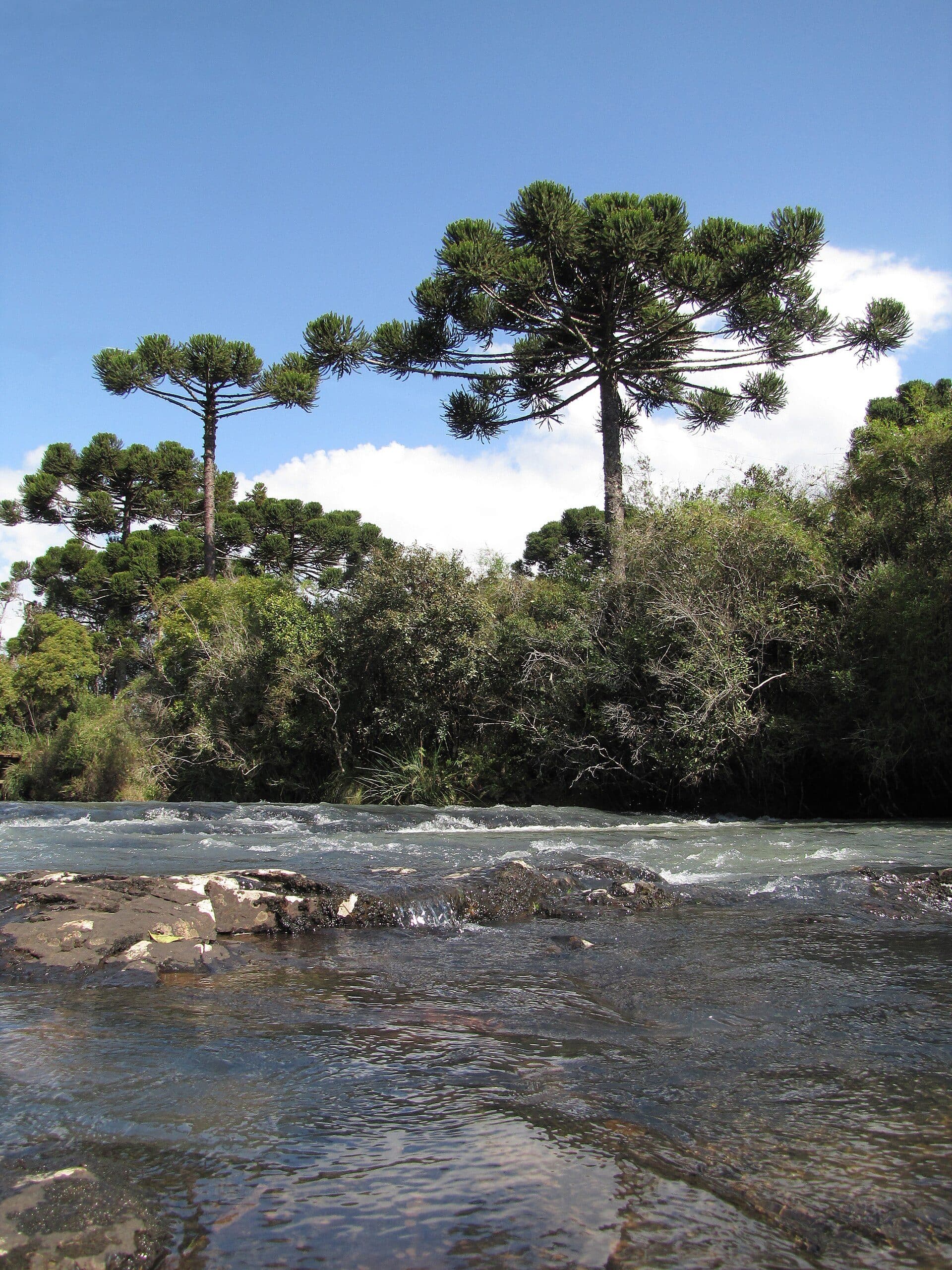 Vista da paisagem natural no Parque Salto São Francisco
