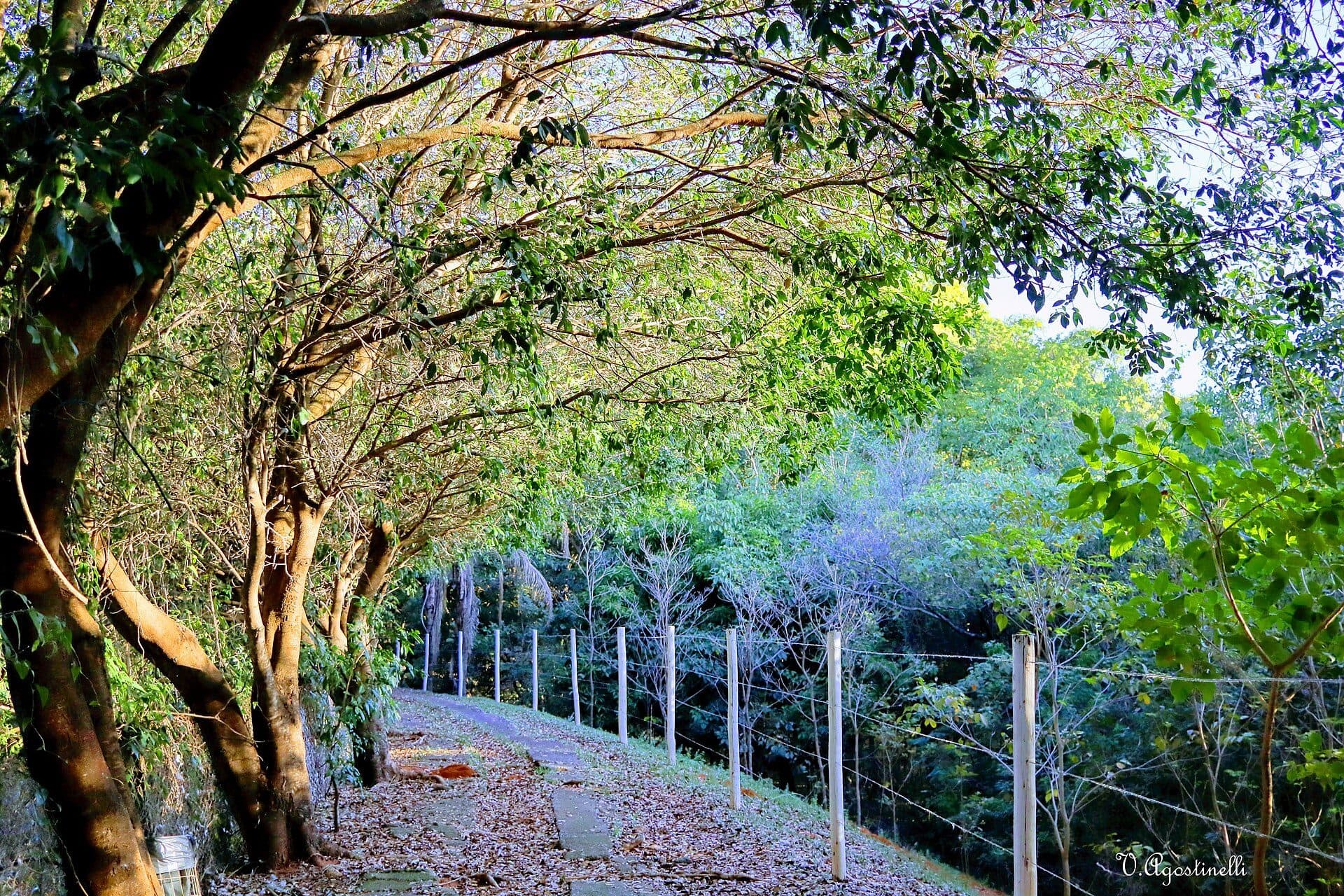 Vista do Bosque Municipal de Marília em São Paulo