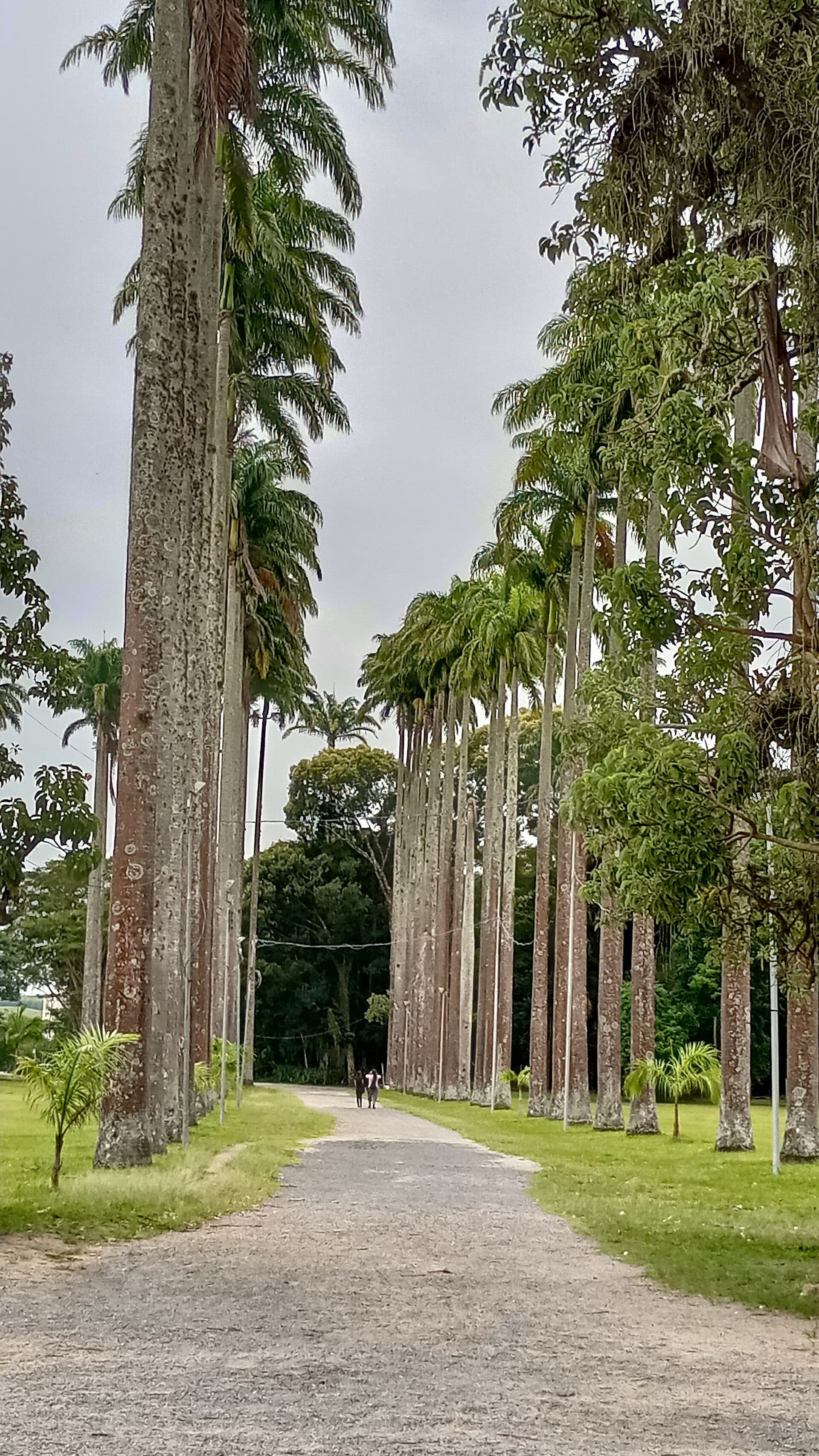 Vista do Parque da Cidade Roberto Burle Marx
