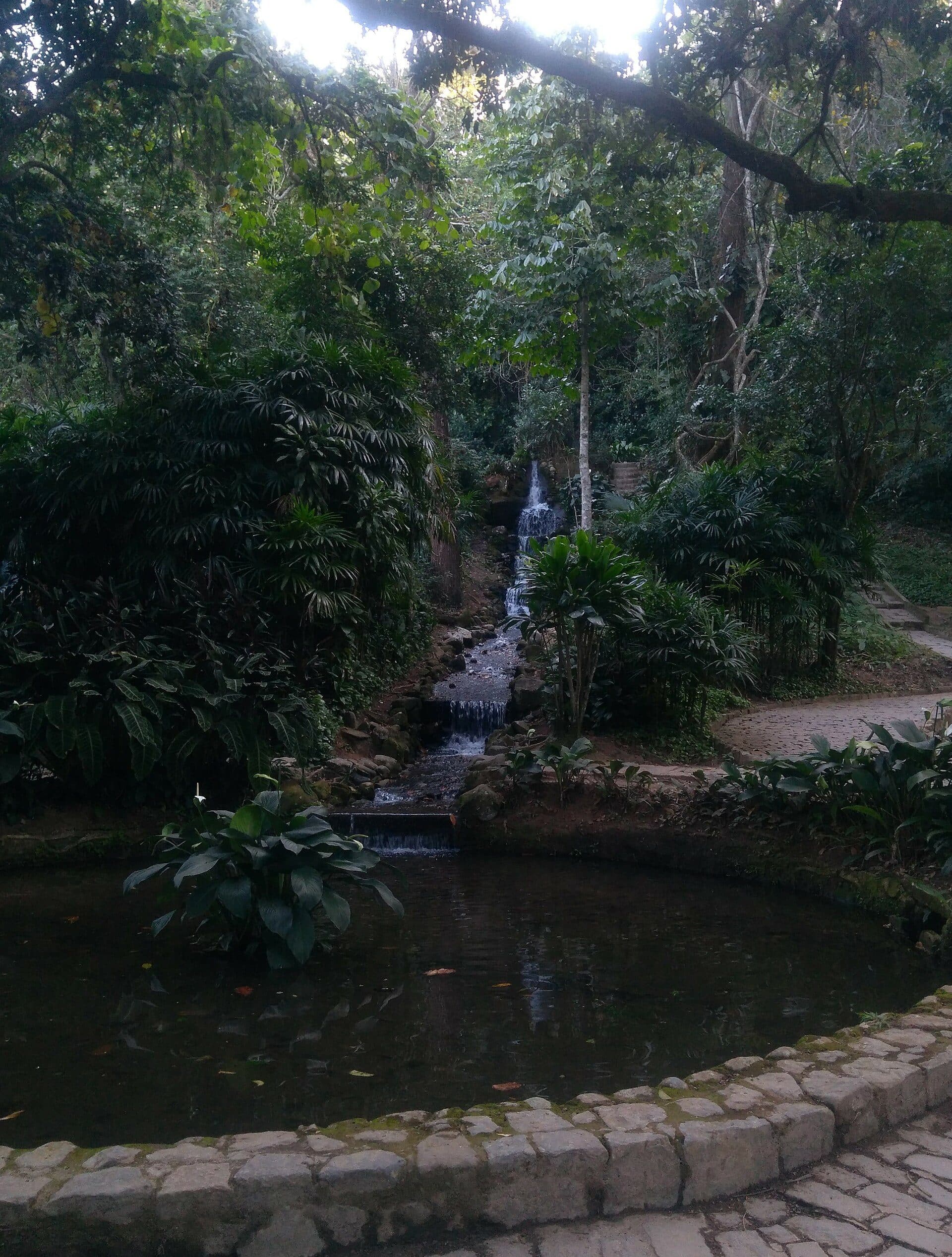 Vista da vegetação e árvores no Jardim Botânico do Rio de Janeiro