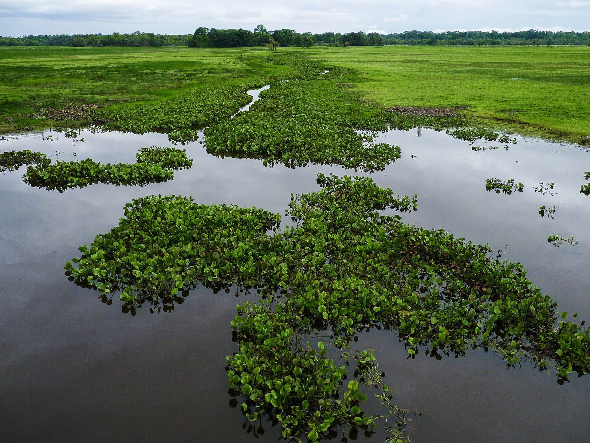 Paisagem natural do Rio Curiaú no estado do Amapá
