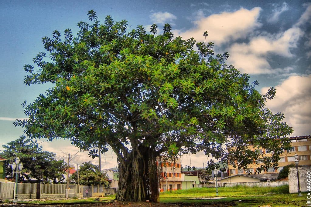 Árvore centenária localizada em Matinhos, Paraná