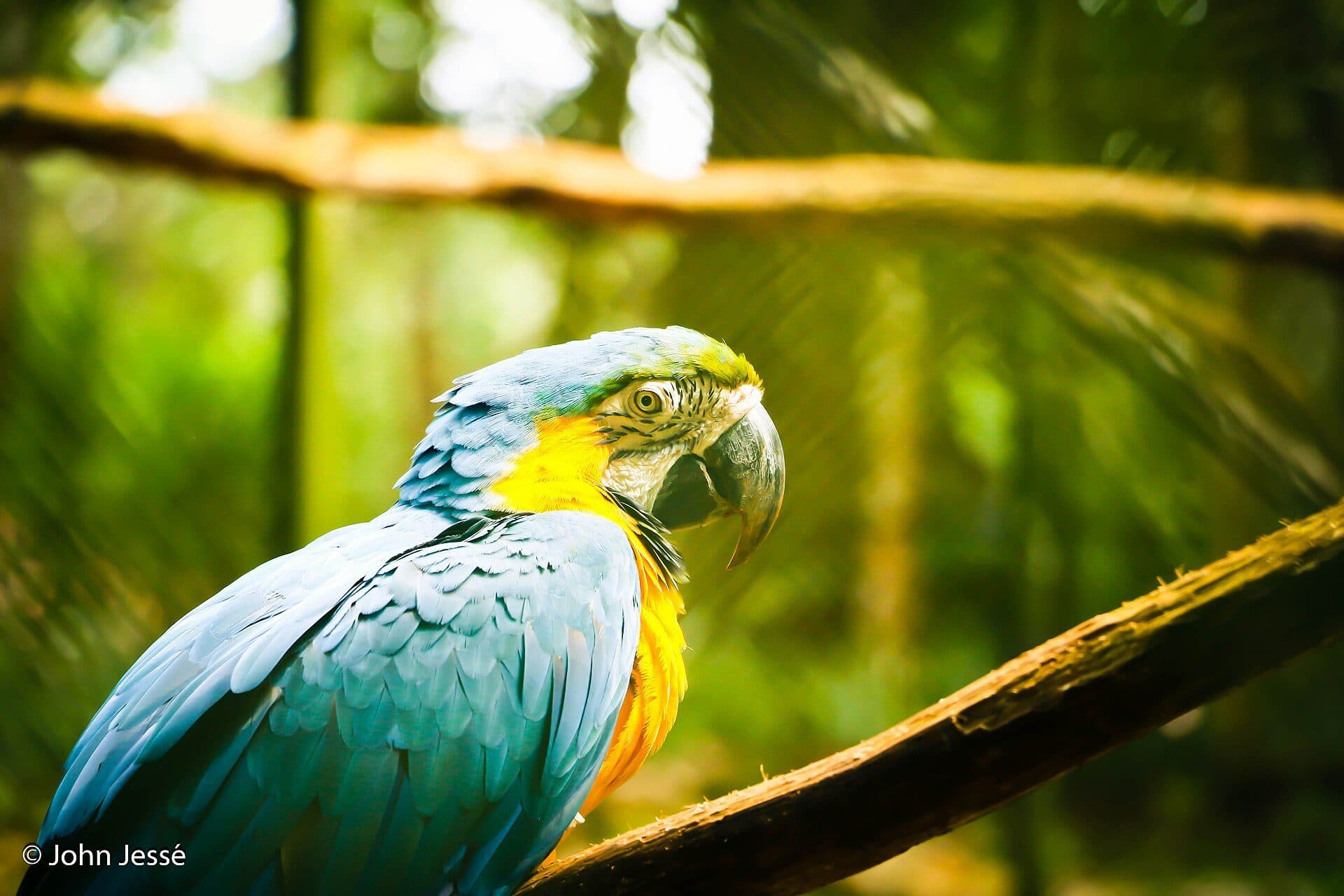 Arara no Parque Zoobotânico de Carajás