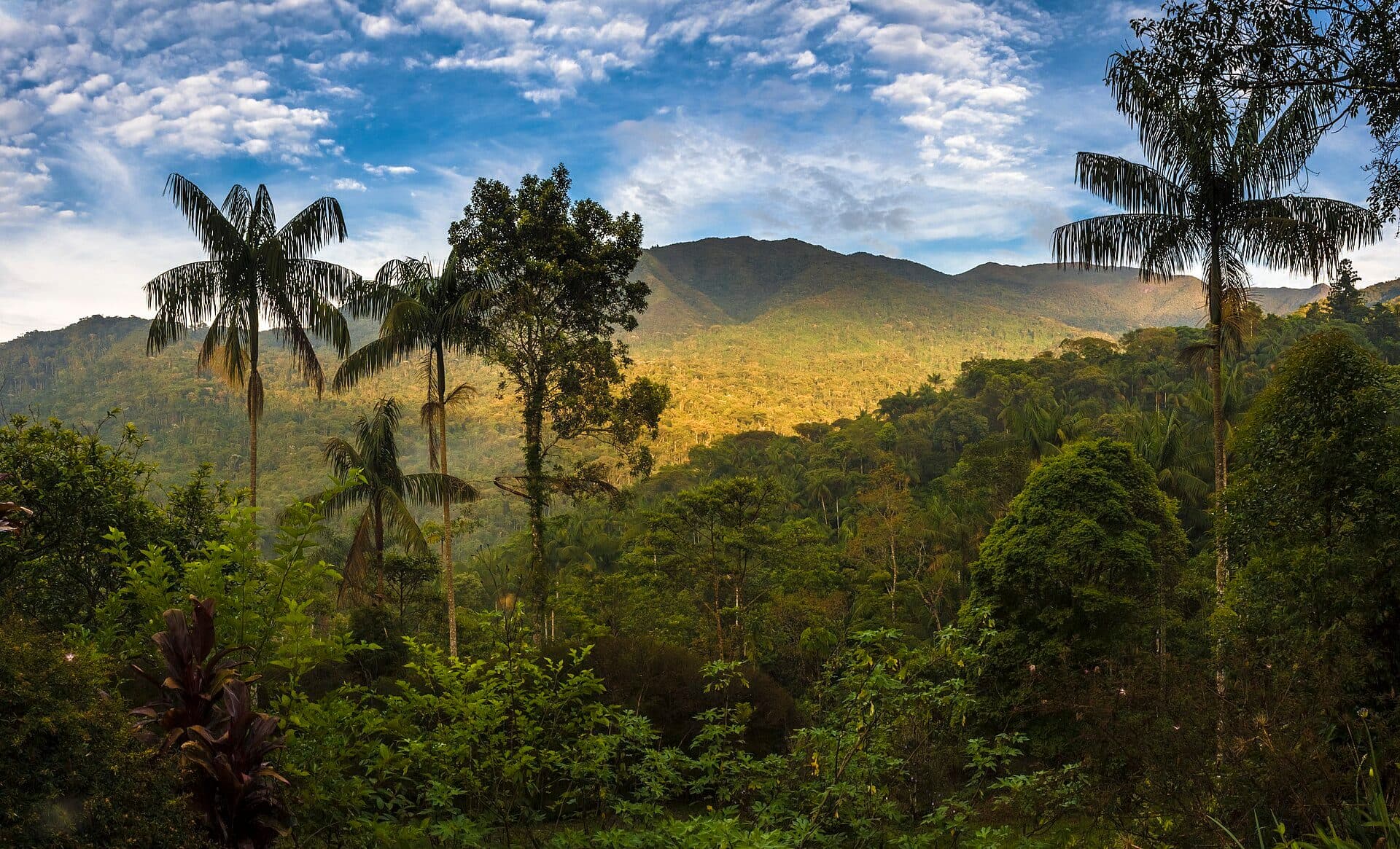 Vista da paisagem natural no Parque Nacional do Itatiaia