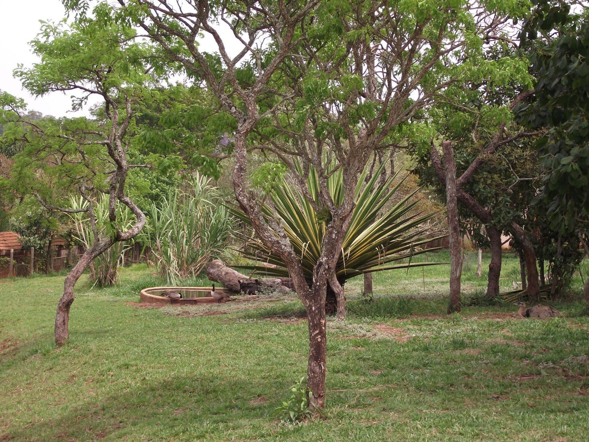 Vista da área verde no Parque Ecológico de São Carlos
