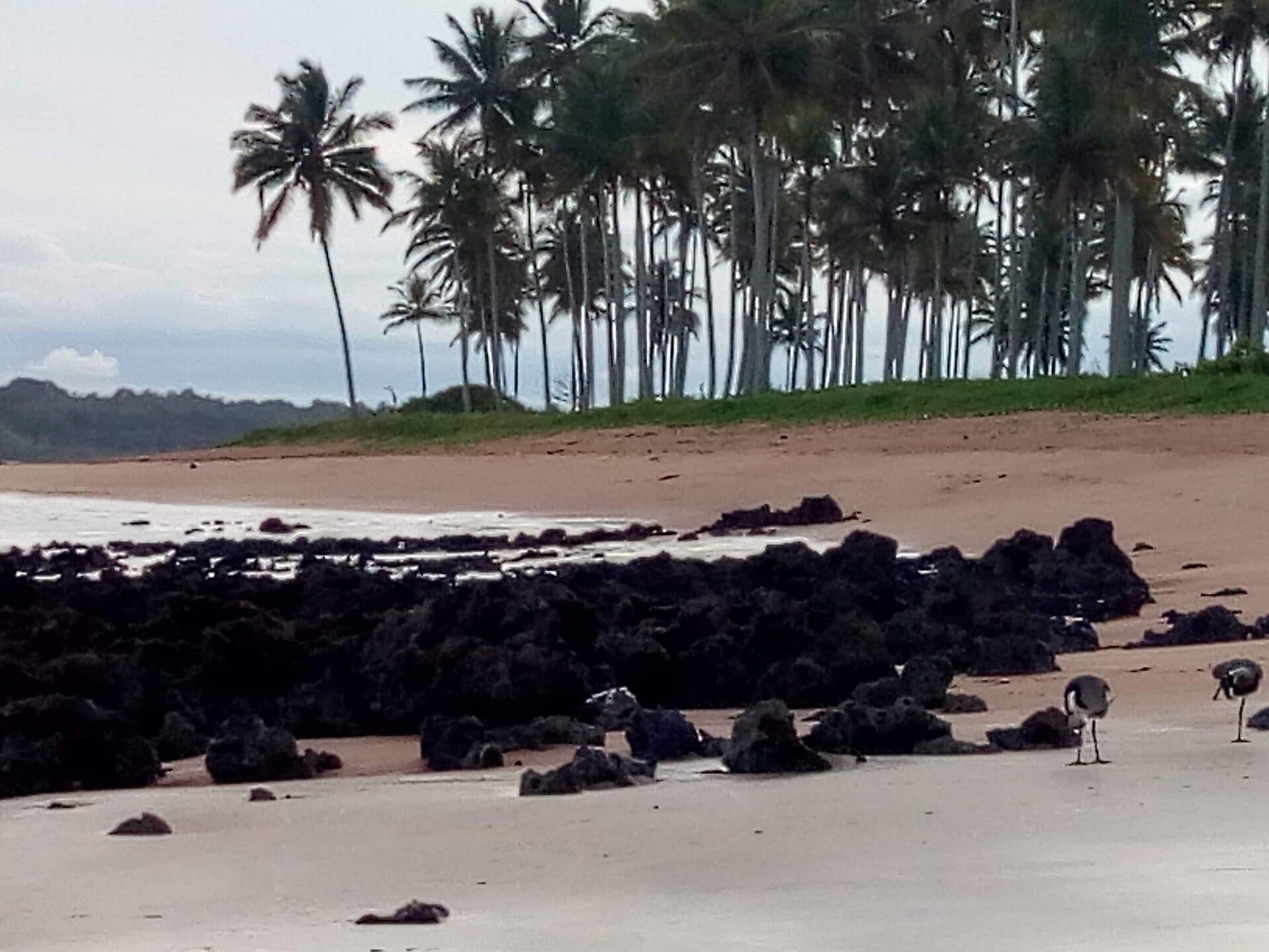 Quero-queros na areia da Praia de Coqueiral