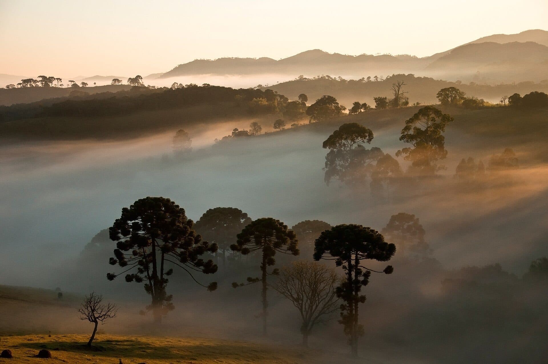 Araucárias ao fundo na paisagem do Parque Nacional da Serra da Bocaina