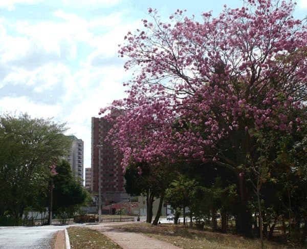 Itumbiara