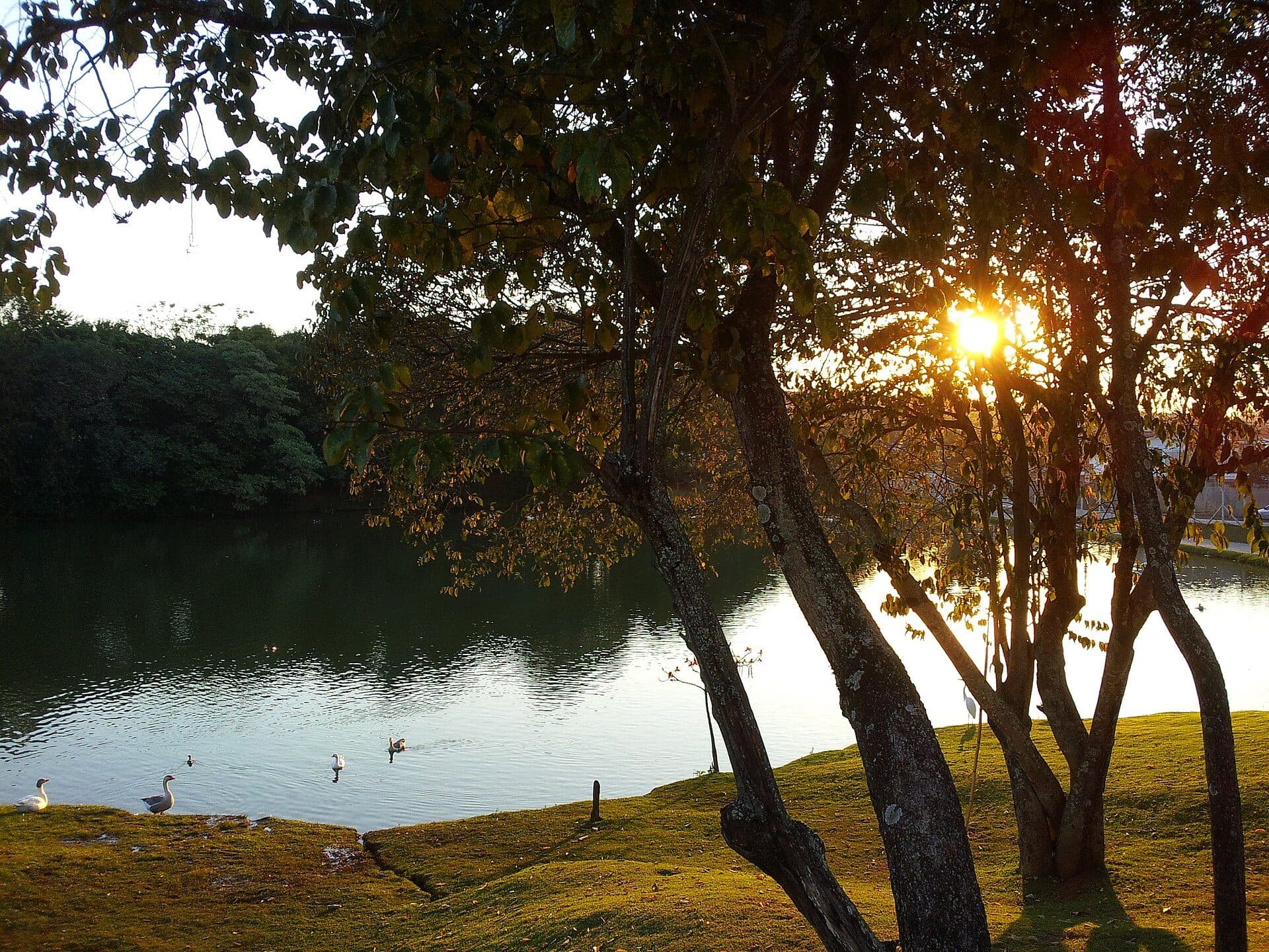 Vista da área verde no Parque Botânico Eloy Chaves