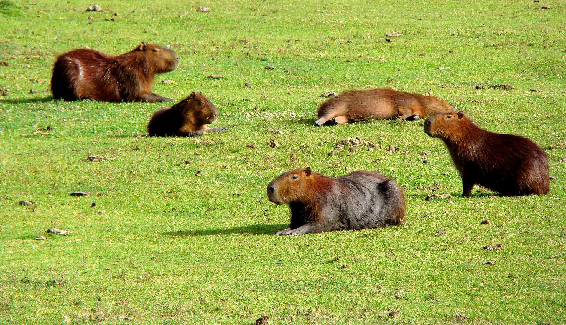 Capivaras na Reserva Ecológica do Taim