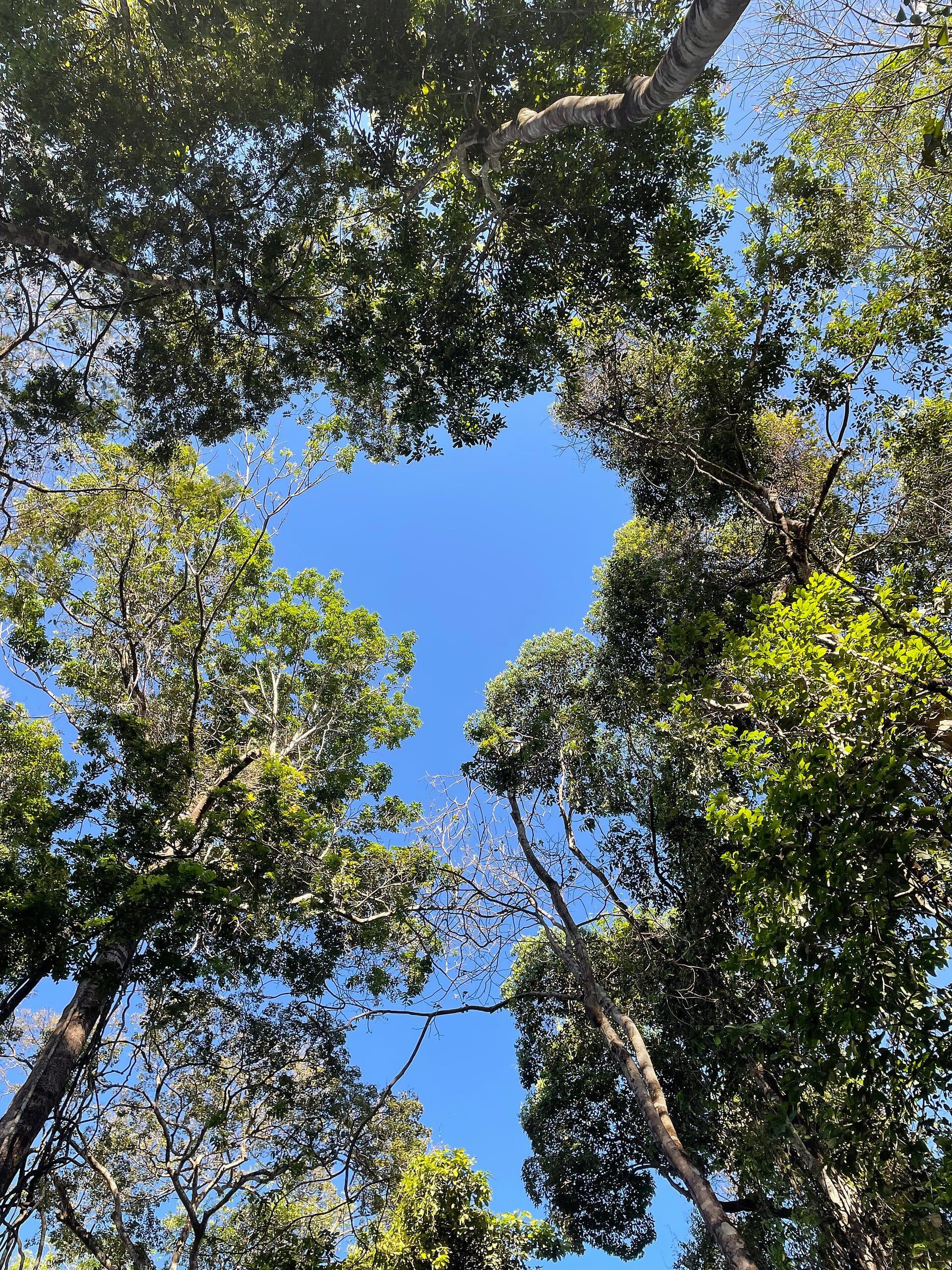 Vista da área verde no Parque Florestal de Sinop em Mato Grosso